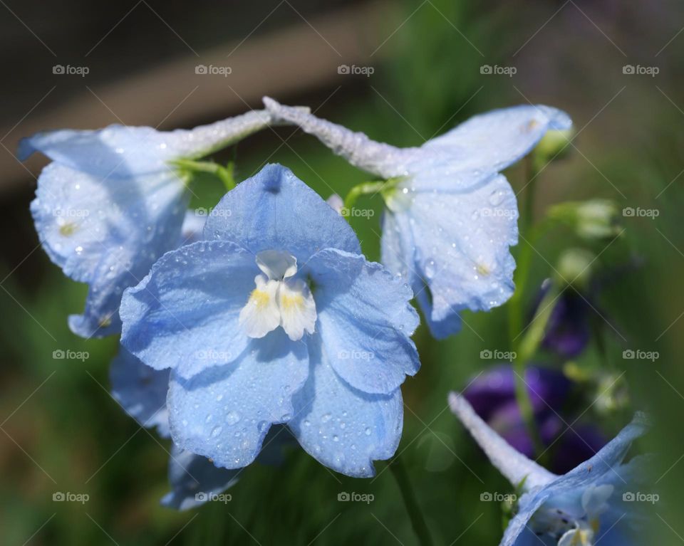 Beautiful baby blue flowers