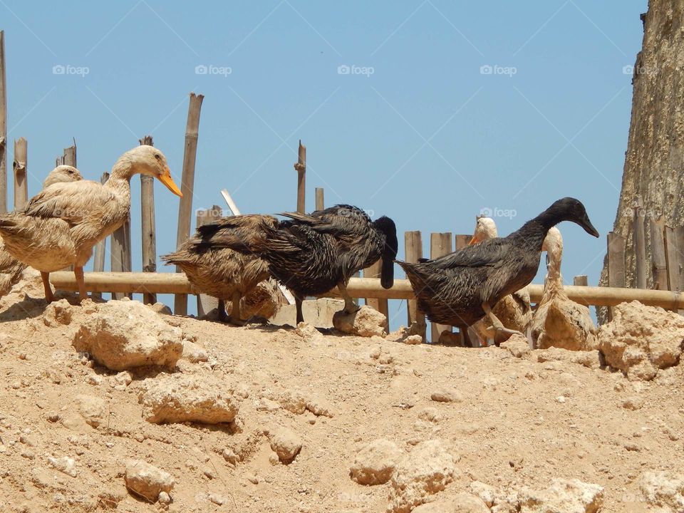 it's weird, The ducks enjoying beach view.