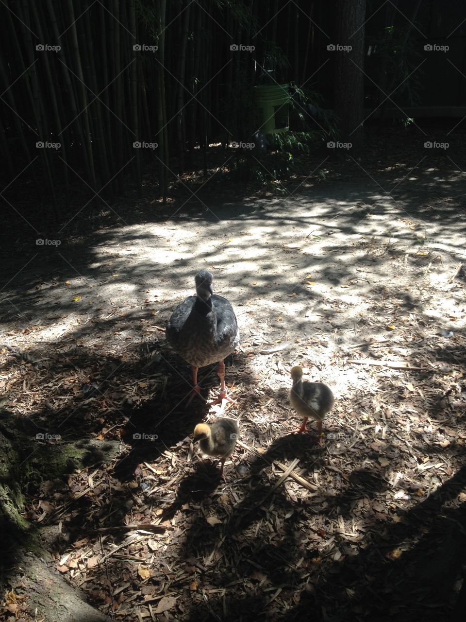 Bird, No Person, Wildlife, Nature, Poultry