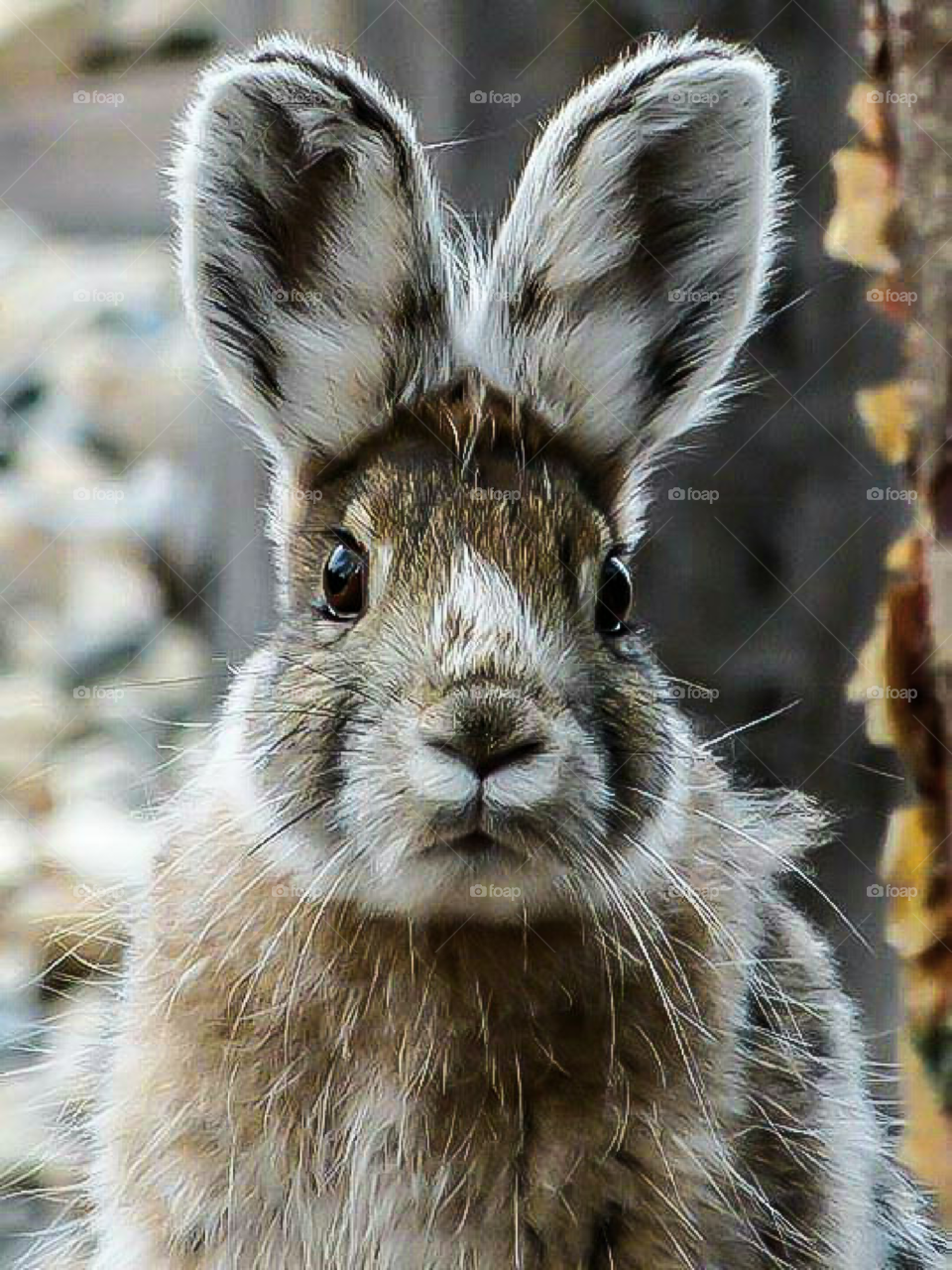 wild Jack rabbit close up