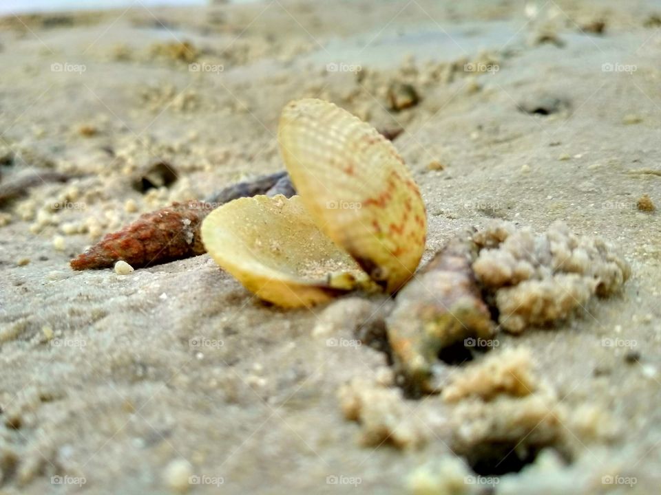Sea shell