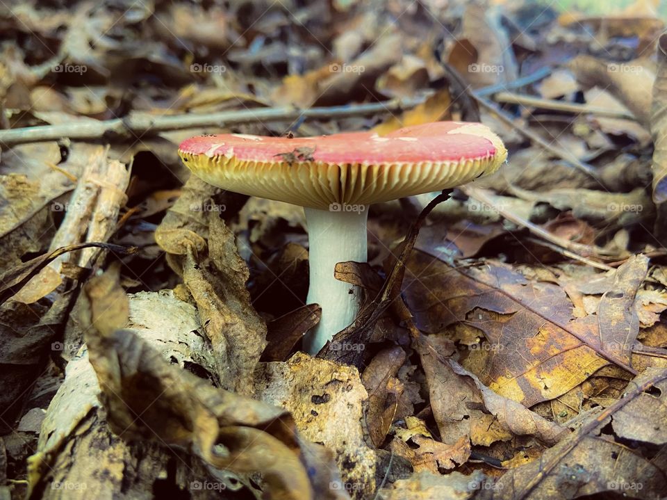 mushroom in the woods