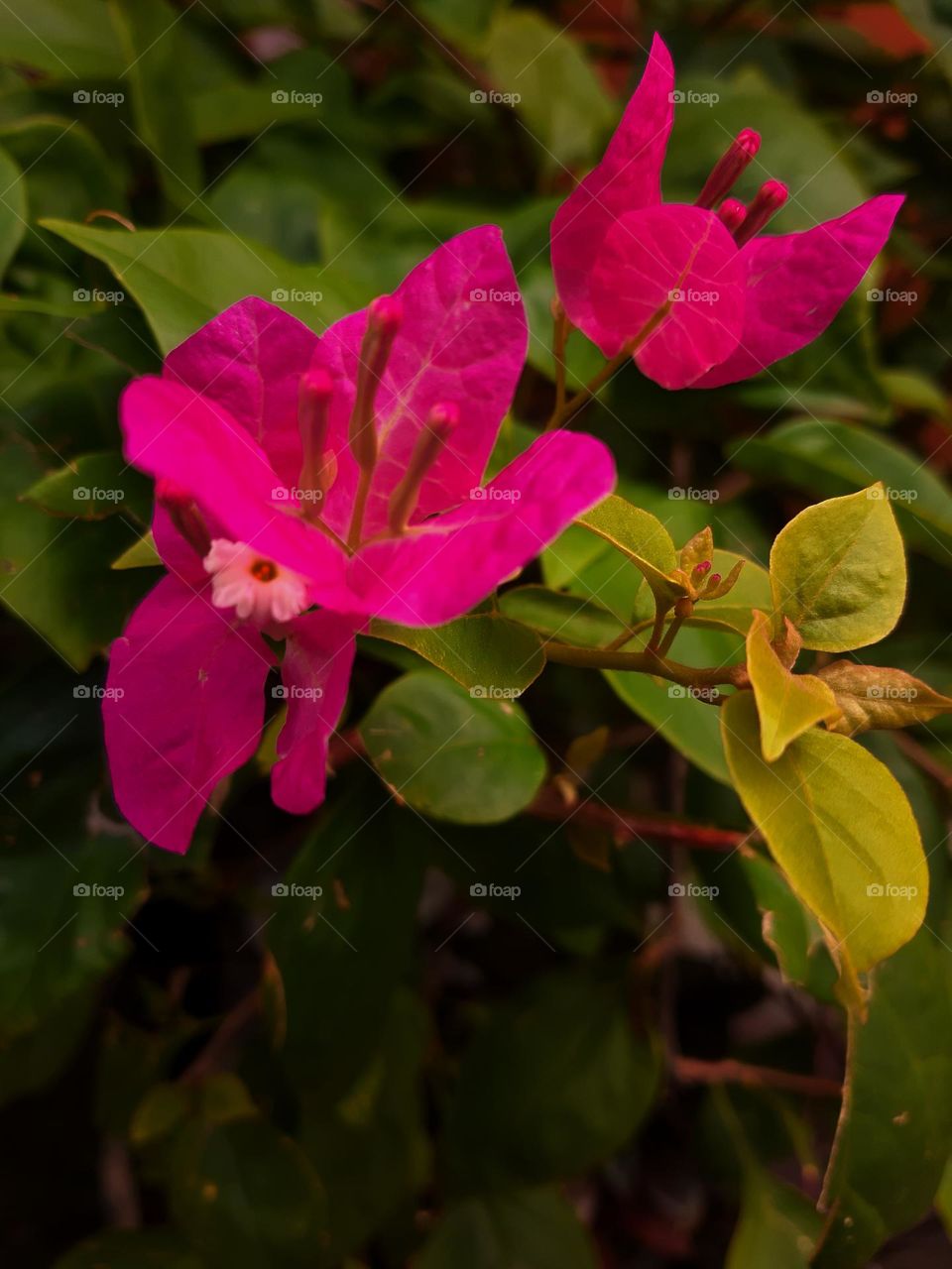 This is called "Kembang Kertas" in indonesia and suitable to be planted in the garden