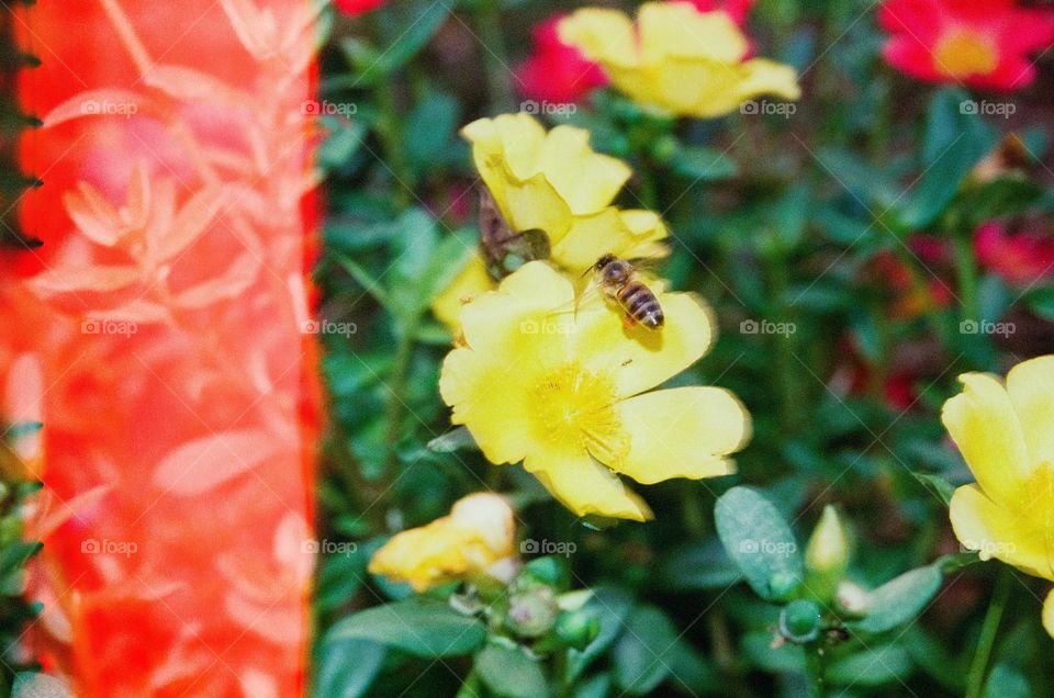 Beautiful Analog Shot on 35mm film of a Honey Bee flying over a yellow flower, on a garden.  There's a little like leak, using the flash of the camera.