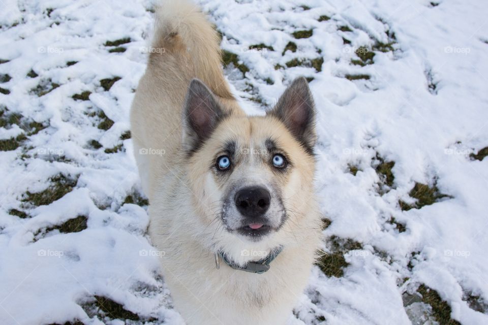 High angle view of husky