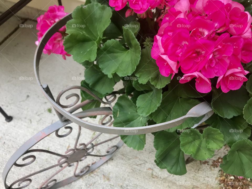 Gorgeous colored flowers from a very well kept garden captured on a beautiful afternoon! 