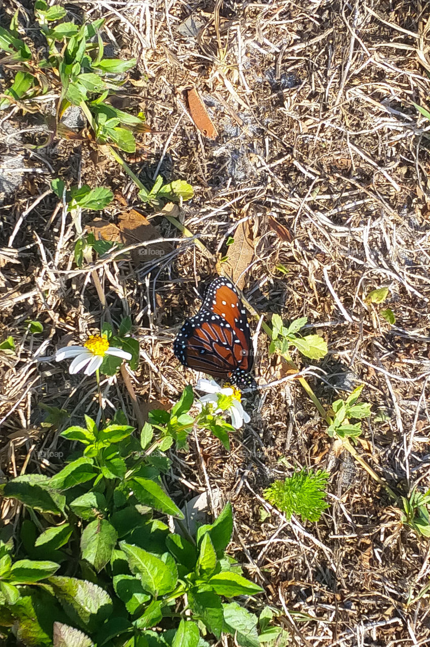 colorful butterfly over flower with white rays and yellow center or hairy beggarticks