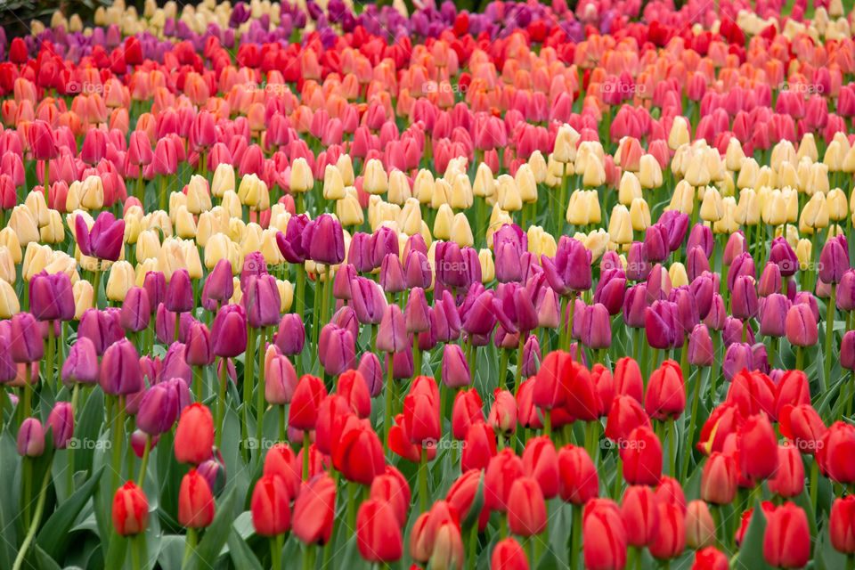 Tulips field