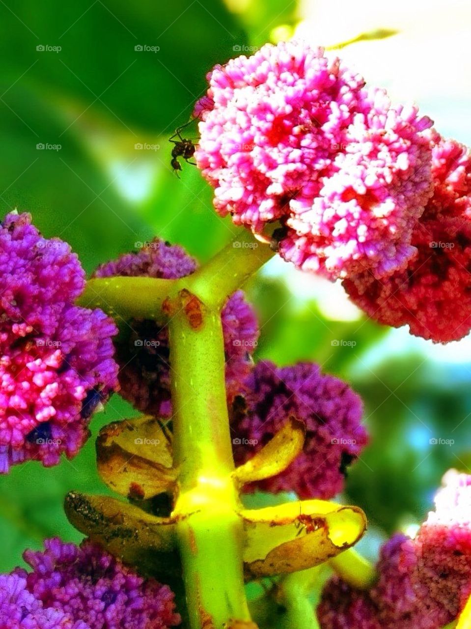 An ant on a wild forest flowers