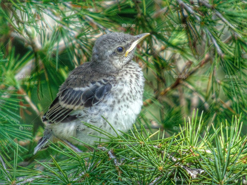 Young bird on tree branch