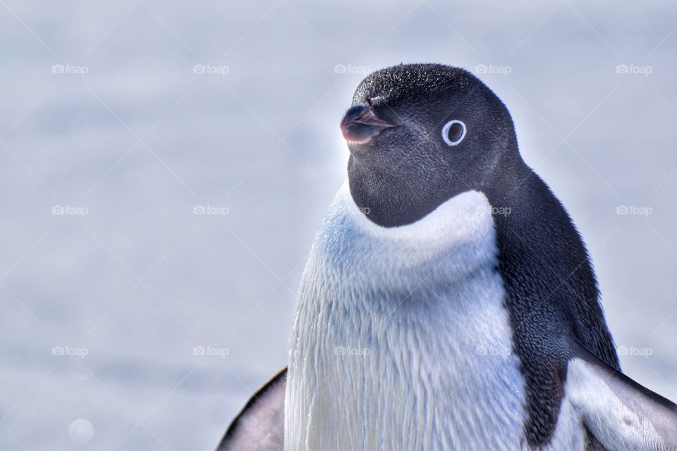 Adelie penguin.