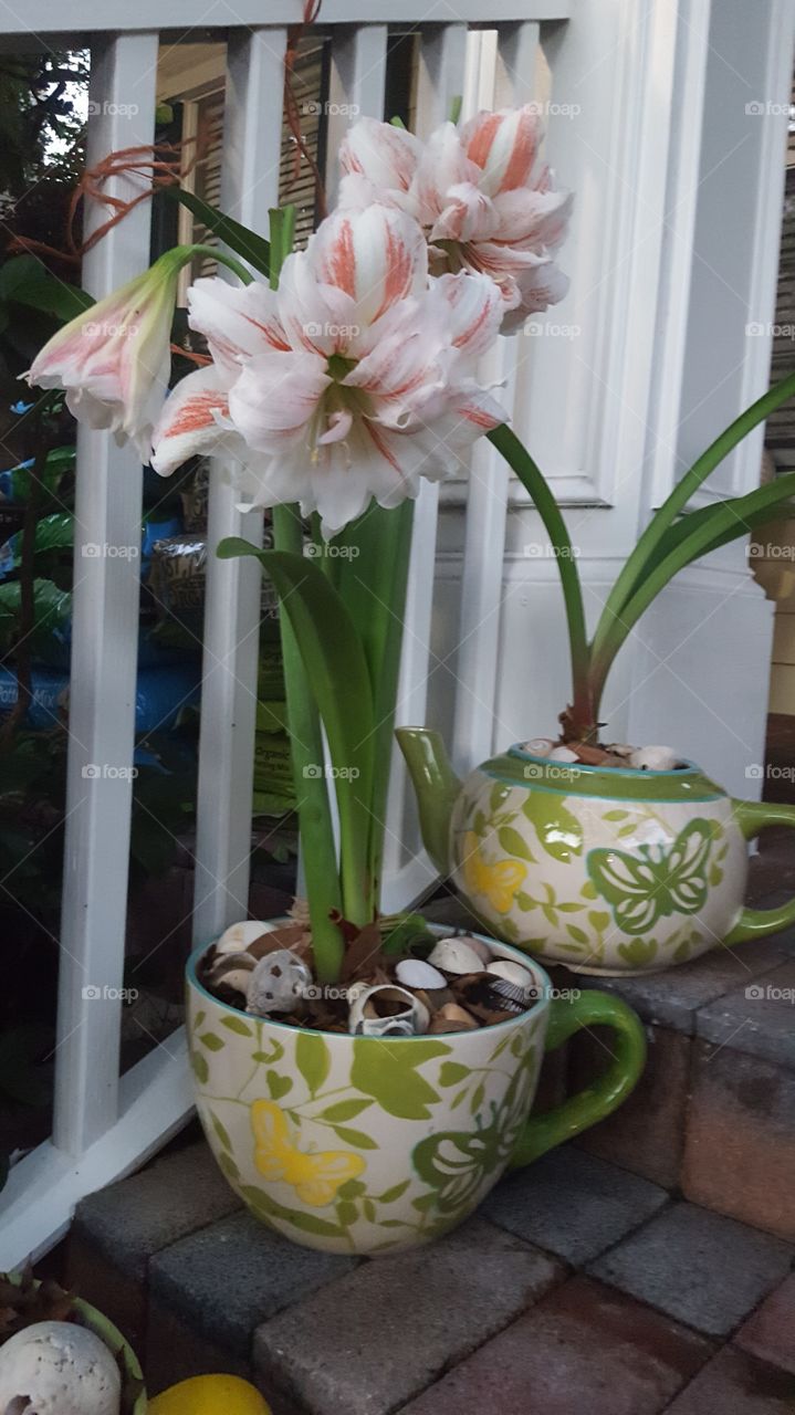 Lilies in a Tea Cup