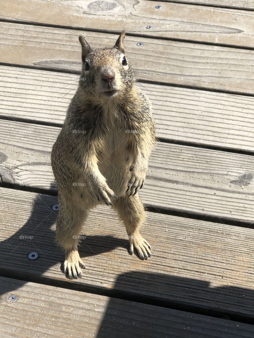 Squirrel standing 