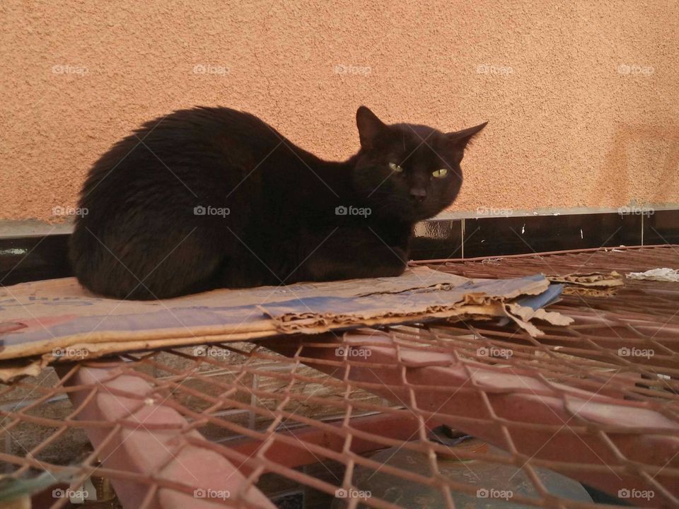 Beautiful black cat looking at my camera.