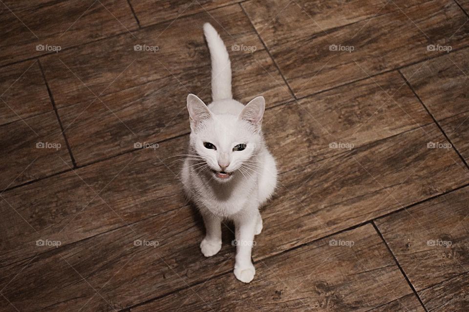 cat white