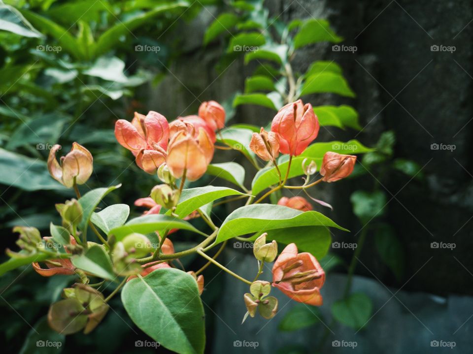 Bougeinvilla flowers