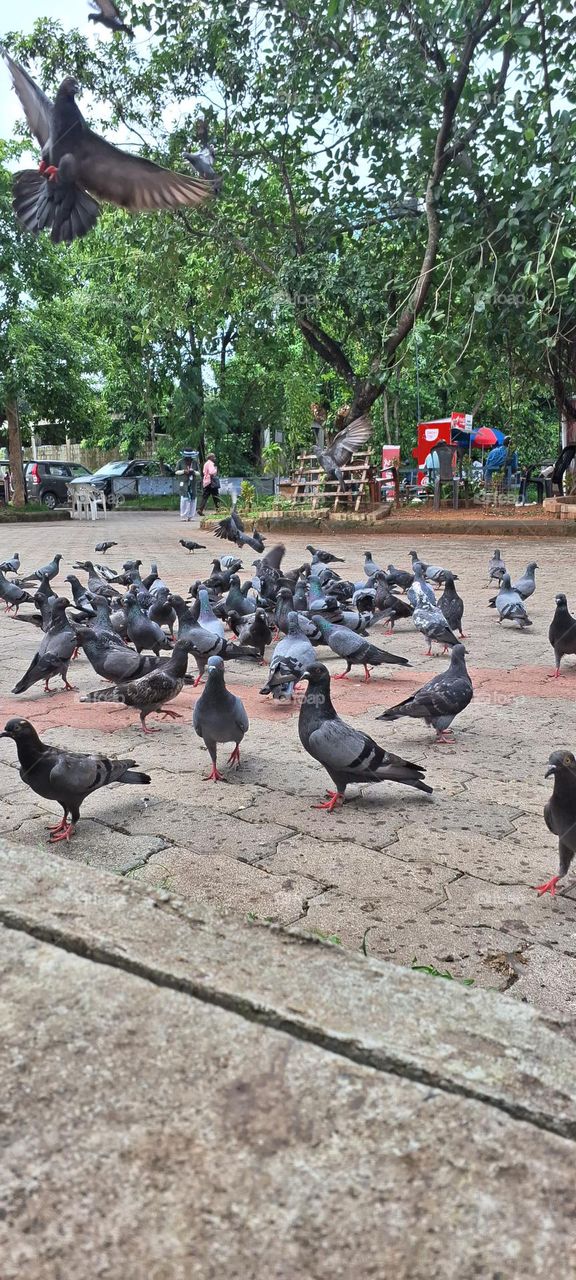 pigeons