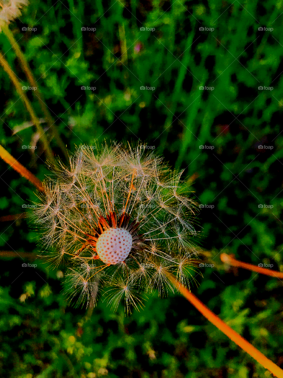Today she poses to me this beautiful plant