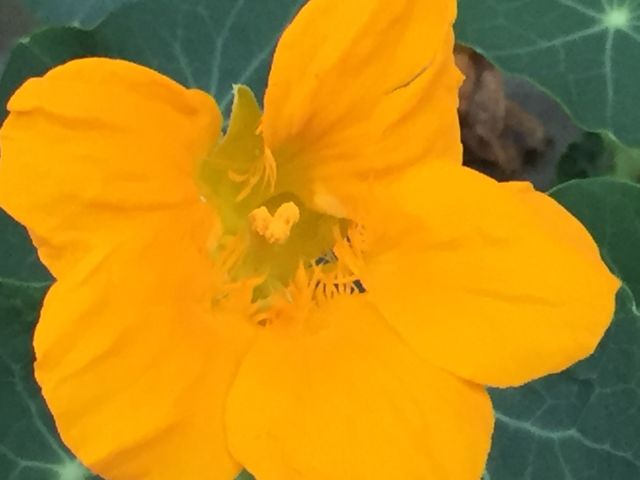Yellow nasturtium 