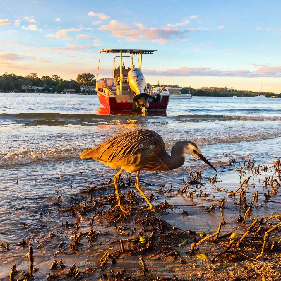 Grey bird red boat on the river 