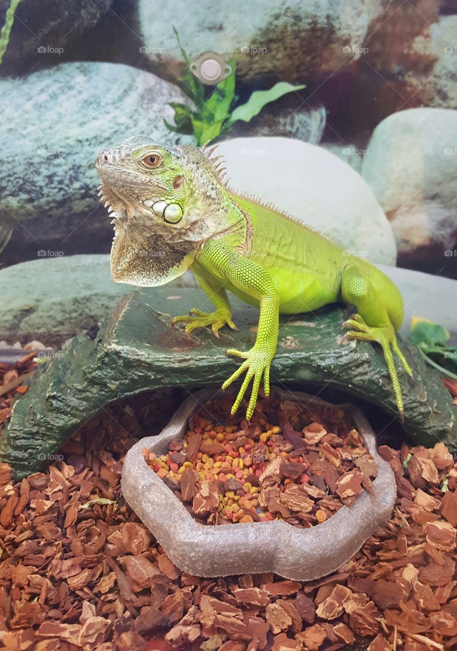 Iguana