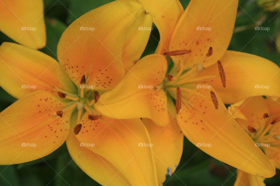 Flowers, Lilly, yellow 