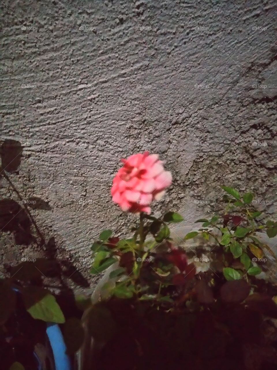 flower at night 🌃