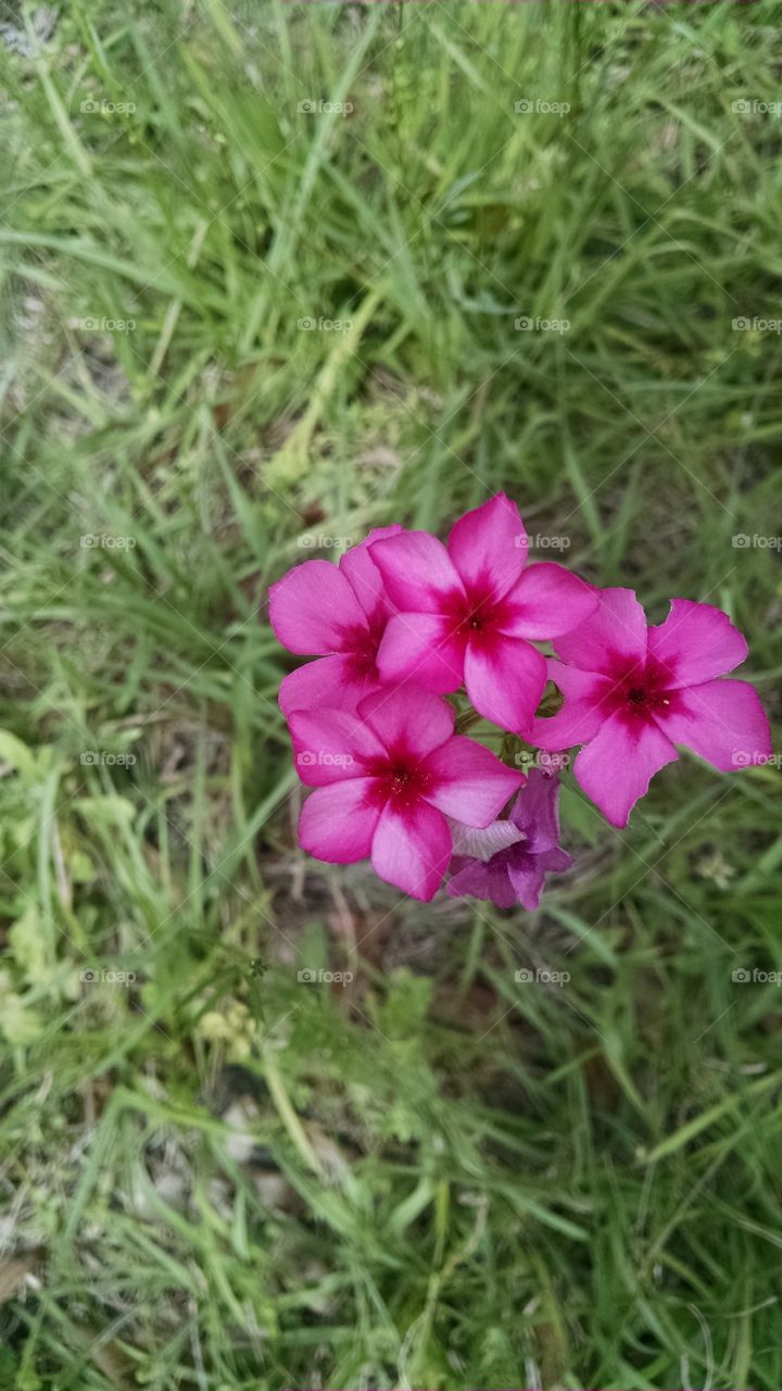 Bundle of Growing Flowers