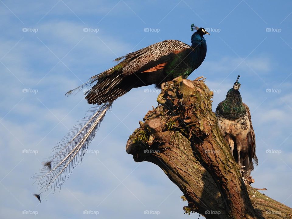 A peacock in a tree 