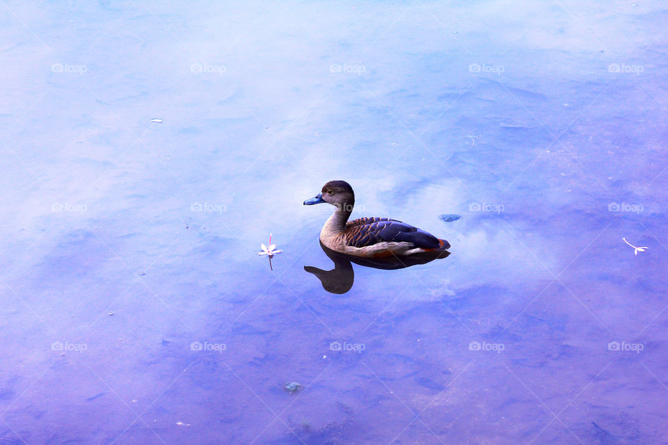 Duck in a lake