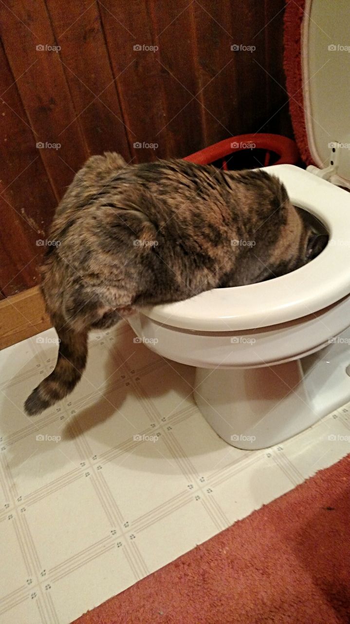 Cat's because they can