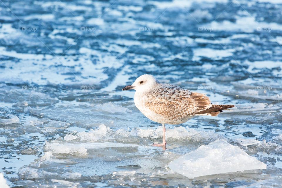 A lonely seagull standing on one leg on the ice in a partly frozen ocean on a cold sunny winter day 