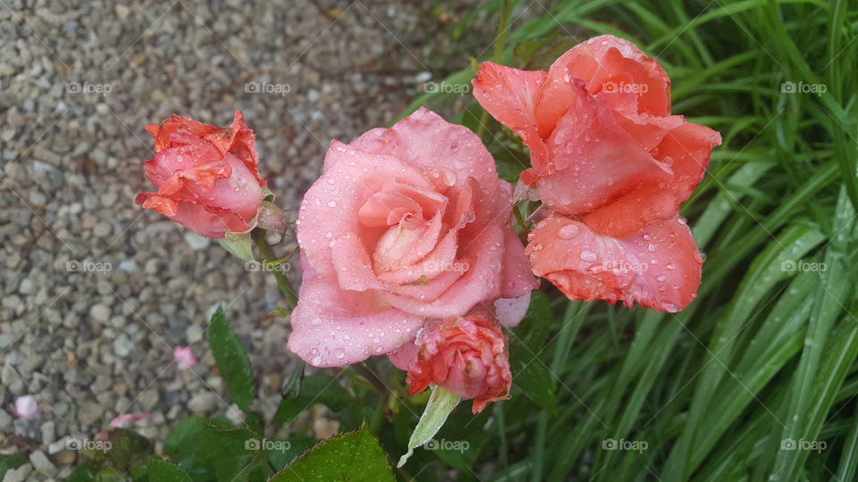 Water drops on pink roses.
