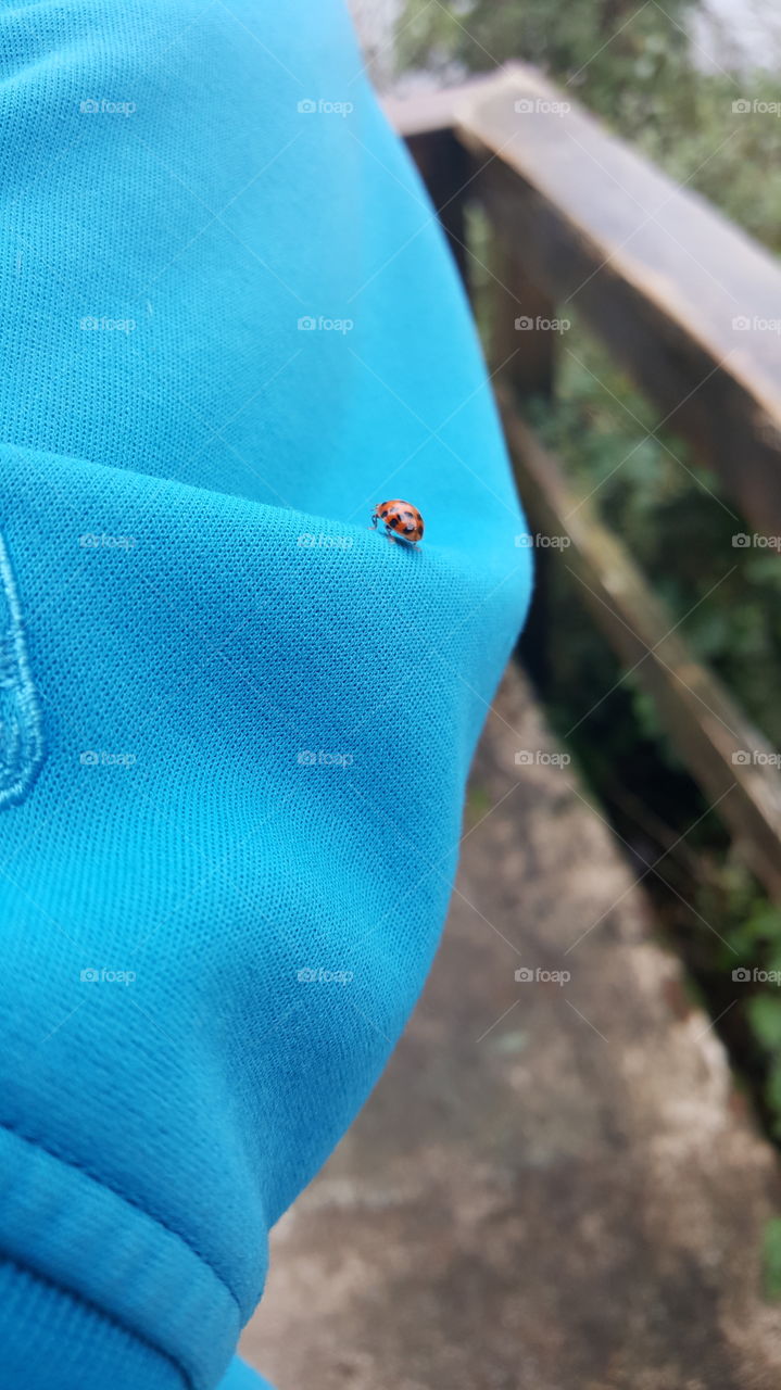 Lady Bug on my Sleeve