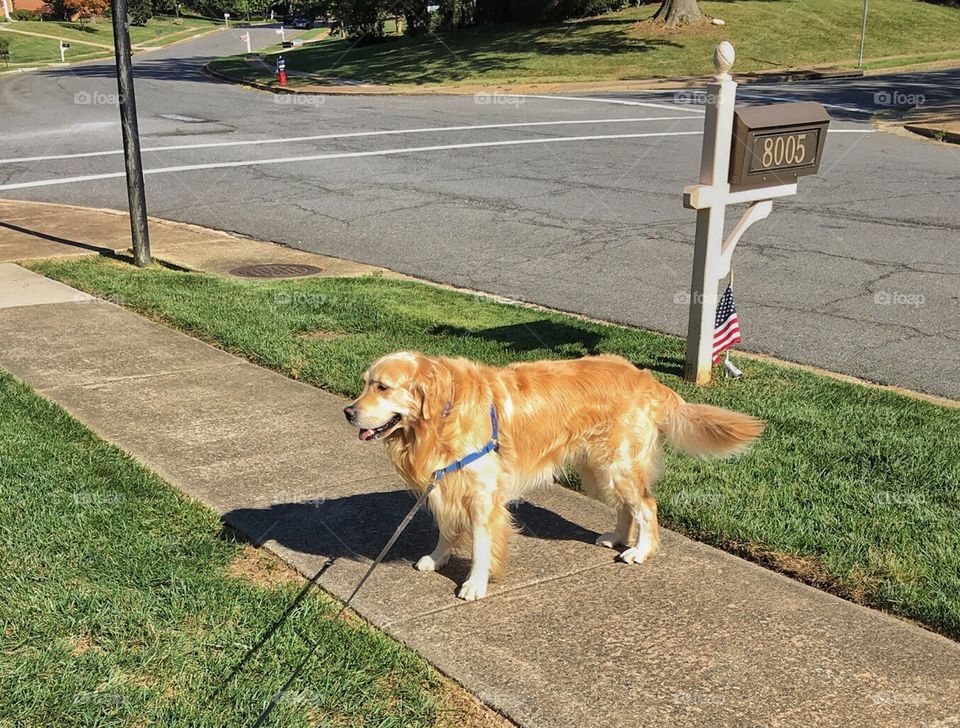 Sam the Golden Retriever 