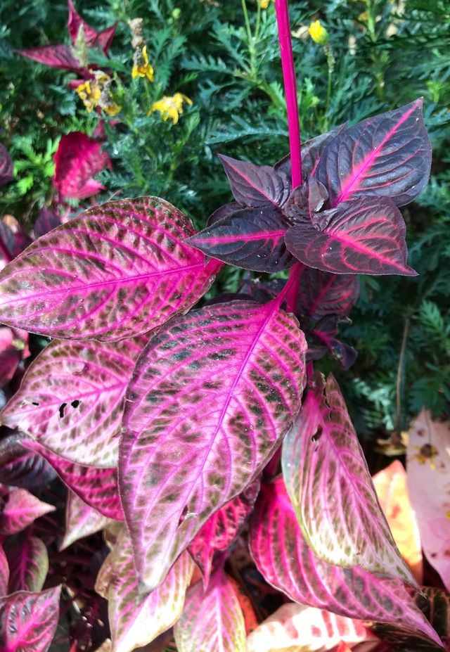 Botanic garden 