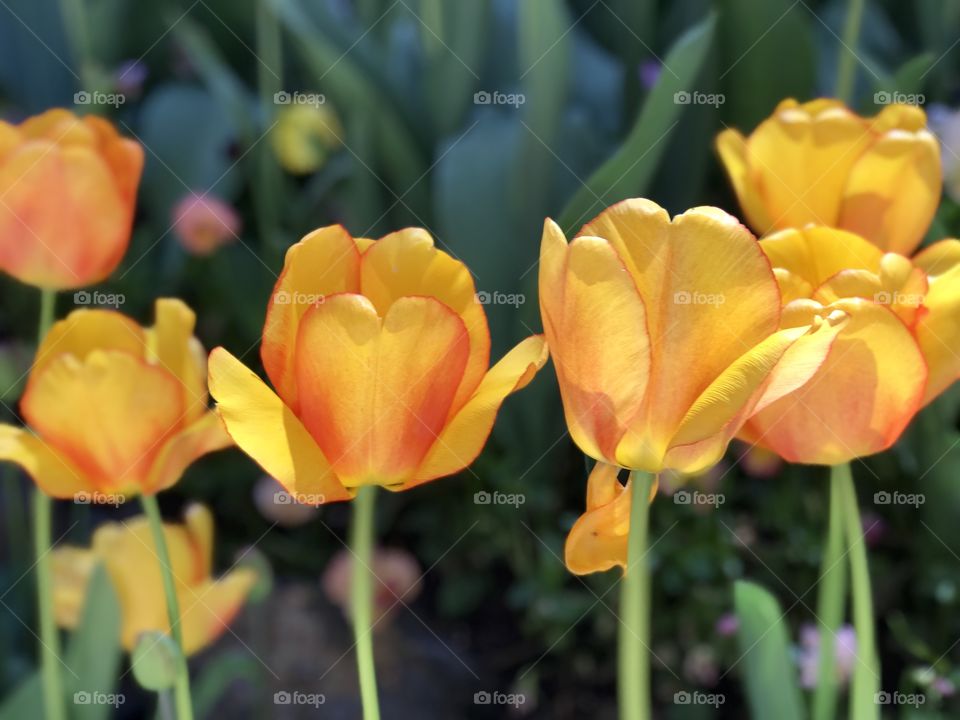 Tulips