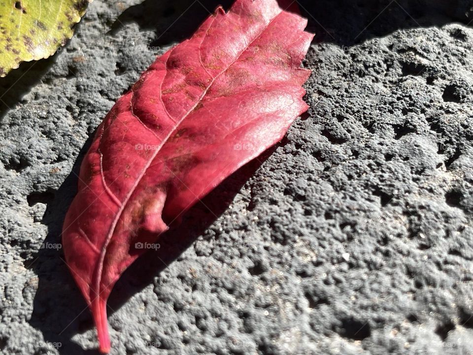 Colorful fall’s leaves 