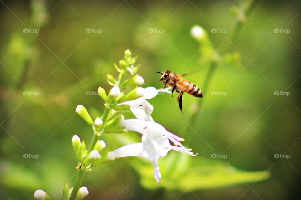 Buzzing bee