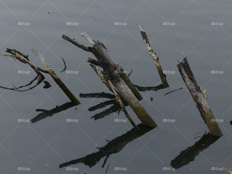 High angle view of wood reflecting on lake