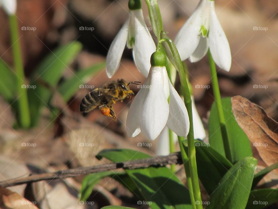 The bee flies to the snowdrops