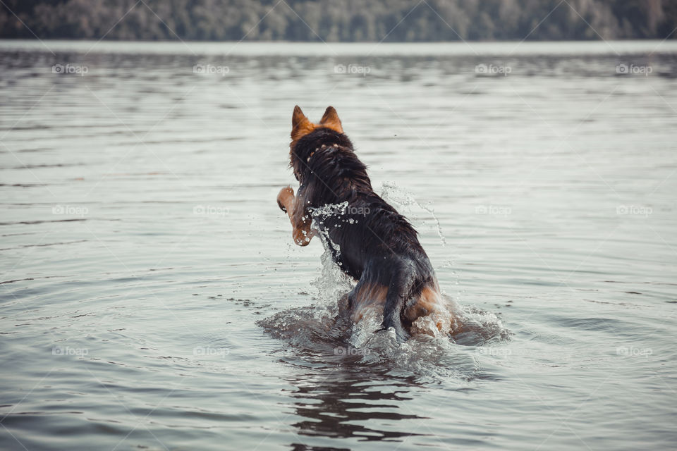 German shepherd dog swims in river