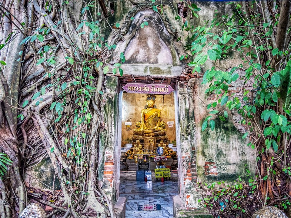 A 100-year-old Banyan tree grows over the churches of Thai temples
