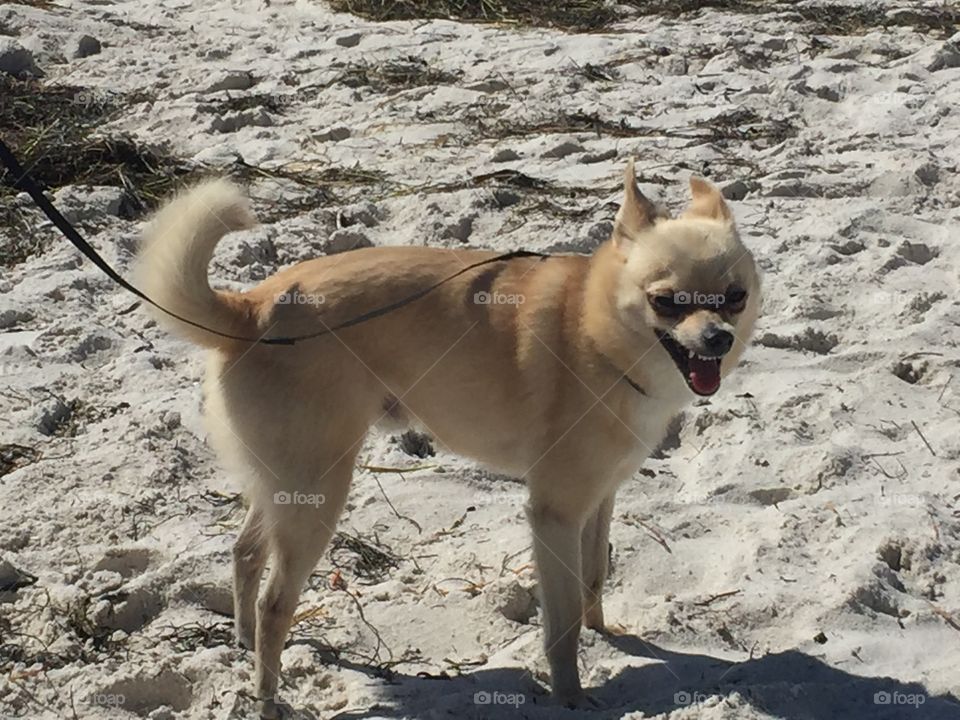 Piper on the Beach 