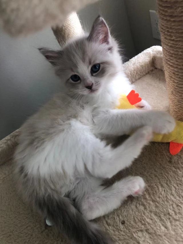 My cute cat