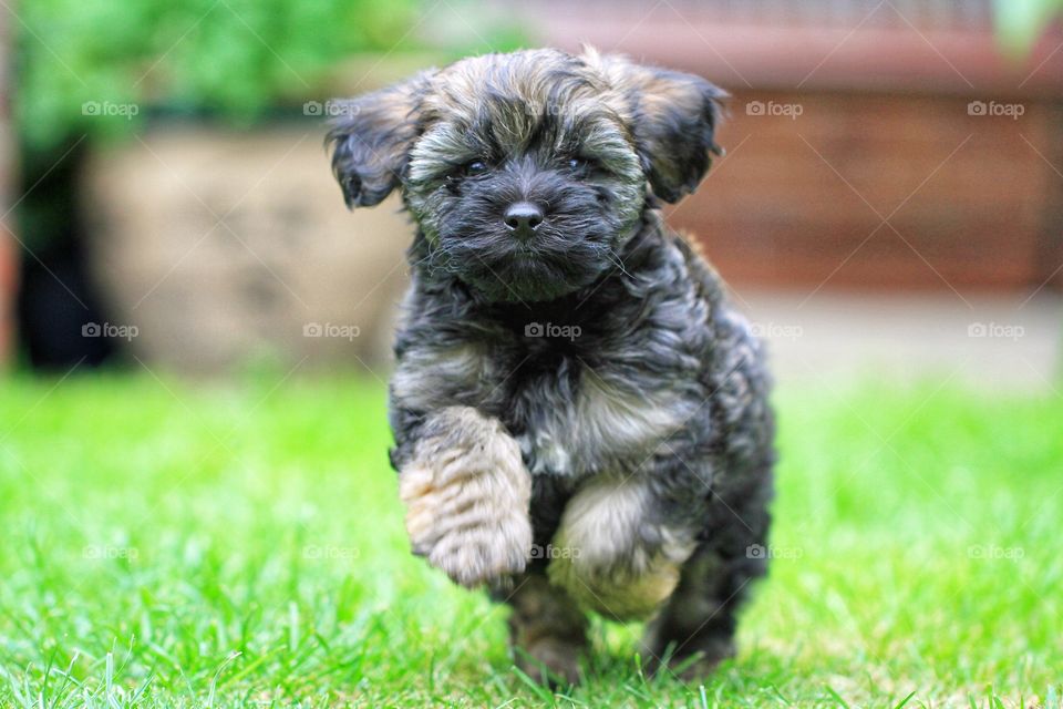 Winnie The Dog. A LhassaPoo puppy playing in a garden.