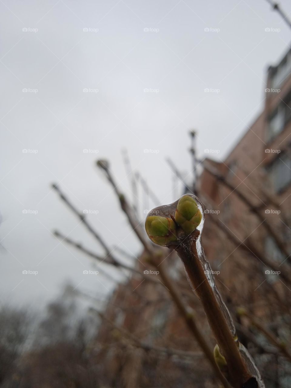 November rain🌧lilac buds under ice
