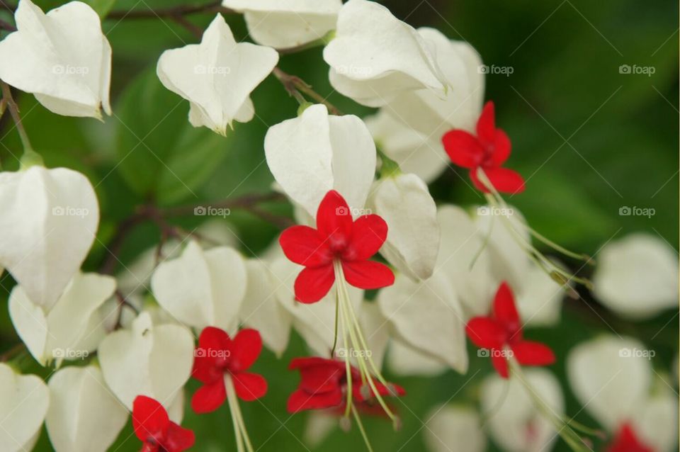 White and red flowers