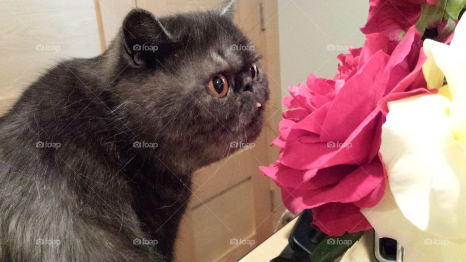 just smell the roses. kitty is so cute smelling the fresh roses.