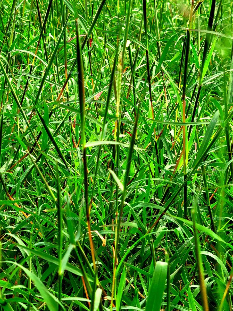 Grass